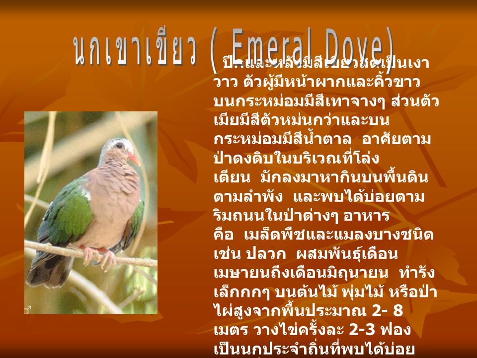 นกเขาเขียว ( Emeral Dove)