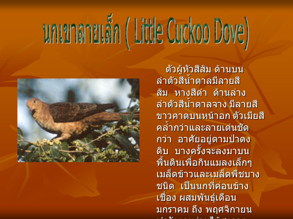 นกเขาลายเล็ก ( Little Cuckoo Dove)
