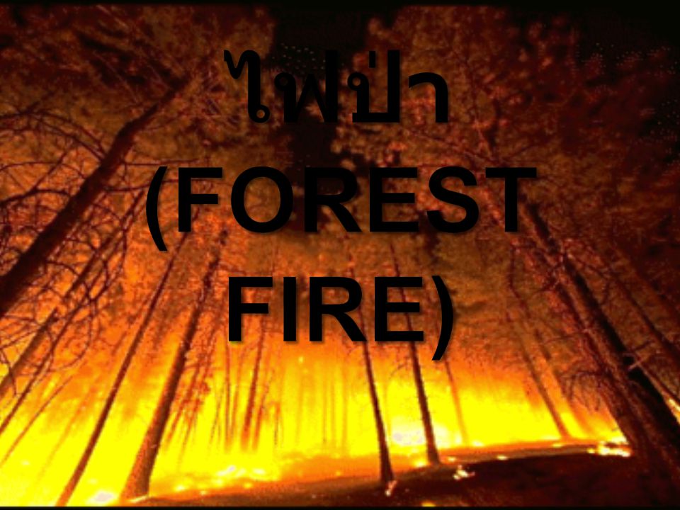 ไฟป่า(Forest Fire)