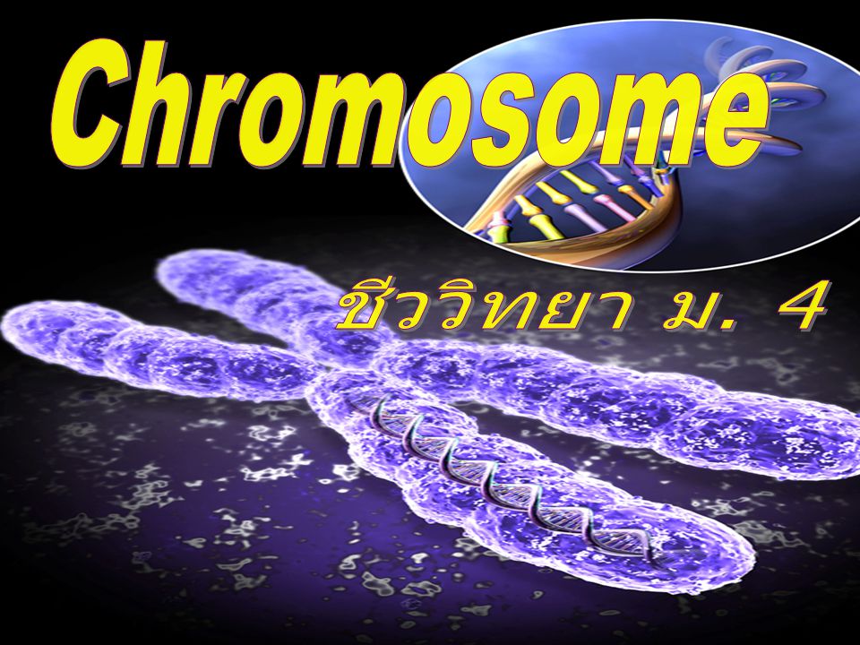 Chromosome ชีววิทยา ม. 4