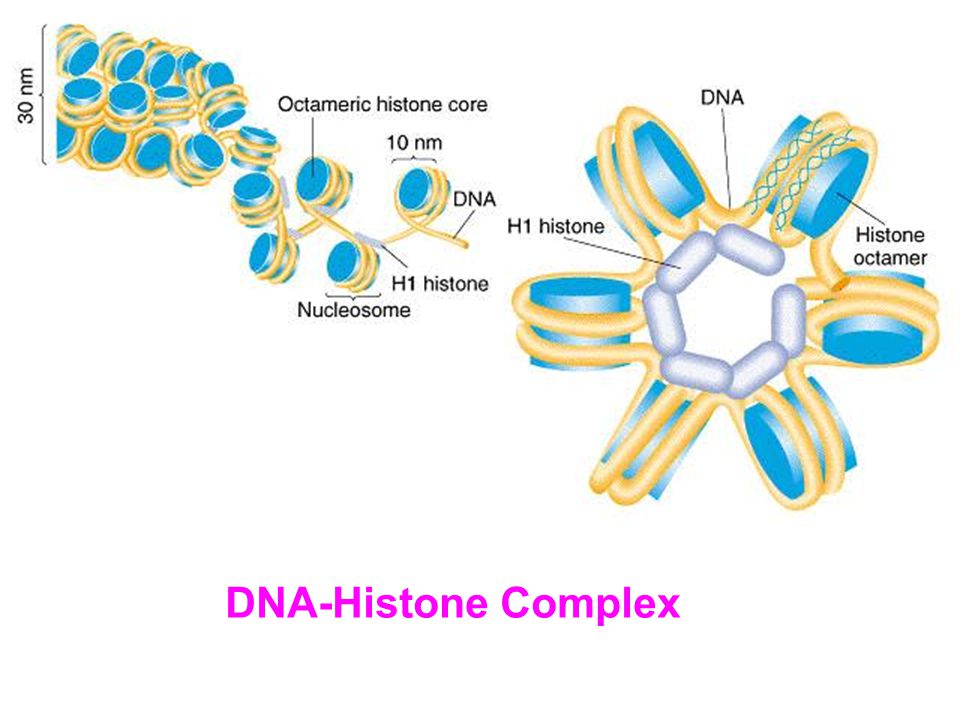 DNA-Histone Complex