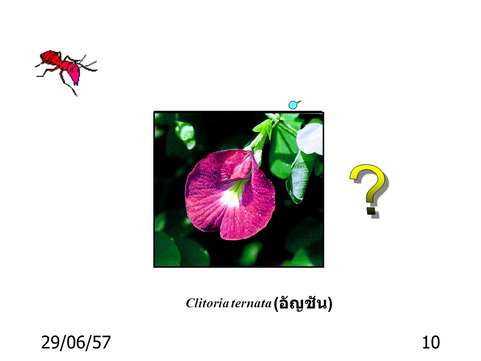 Clitoria ternata (อัญชัน) 03/04/60