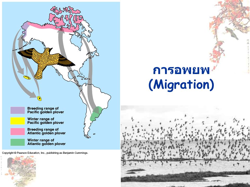 การอพยพ (Migration)