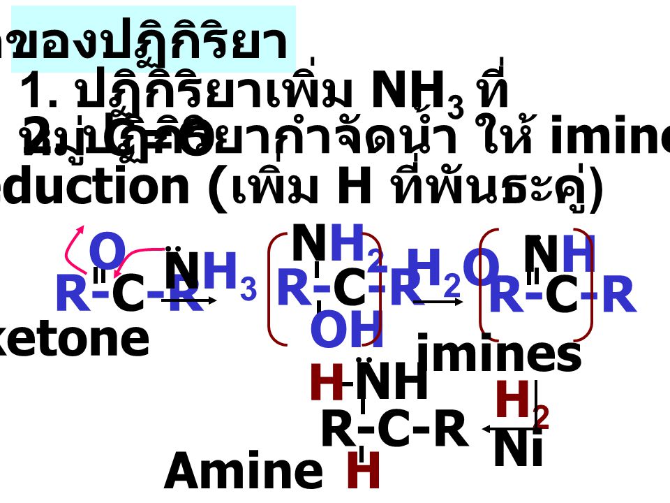 กลไกของปฏิกิริยา 1. ปฏิกิริยาเพิ่ม NH3 ที่หมู่ C=O. 2. ปฏิกิริยากำจัดน้ำ ให้ imines. 3.ปฏิกิริยา reduction (เพิ่ม H ที่พันธะคู่)