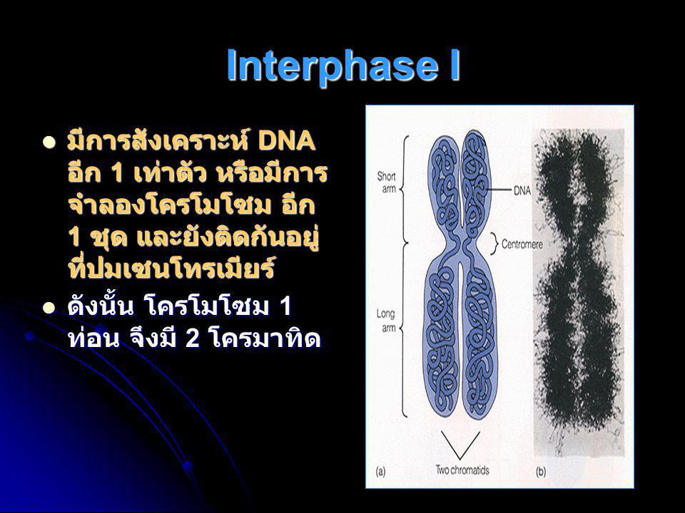 Interphase I มีการสังเคราะห์ DNA อีก 1 เท่าตัว หรือมีการจำลองโครโมโซม อีก 1 ชุด และยังติดกันอยู่ ที่ปมเซนโทรเมียร์