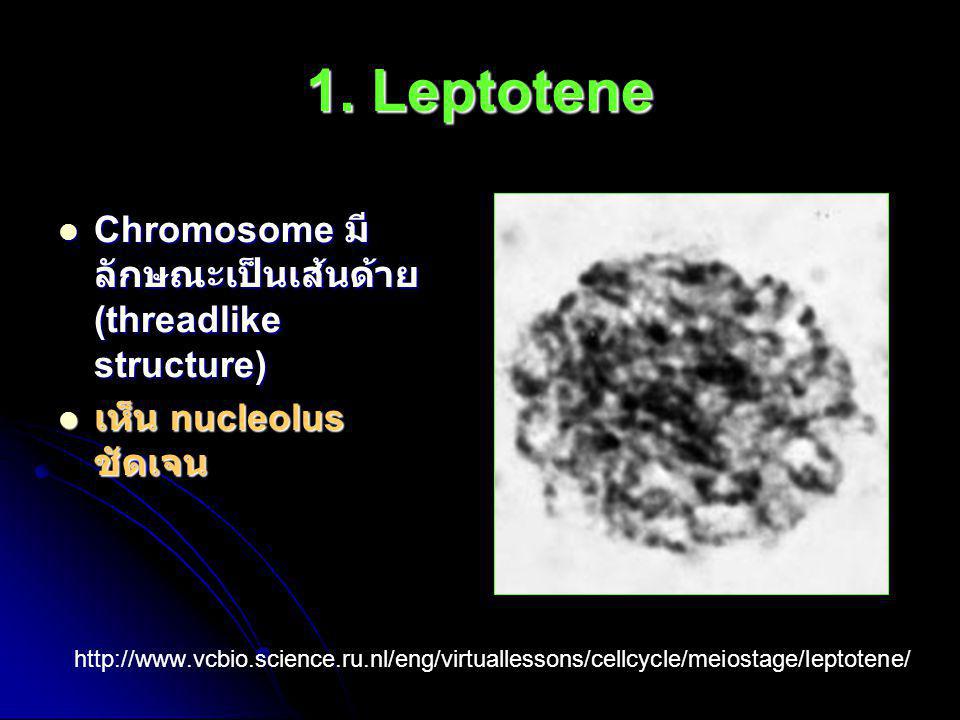 1. Leptotene Chromosome มีลักษณะเป็นเส้นด้าย (threadlike structure)