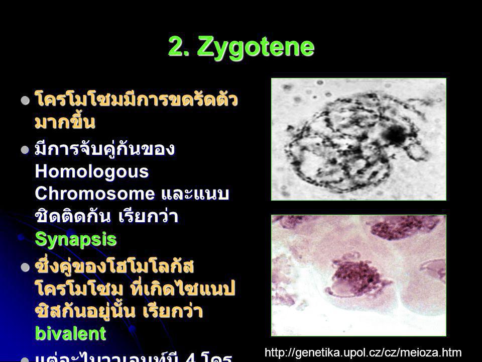 2. Zygotene โครโมโซมมีการขดรัดตัวมากขึ้น
