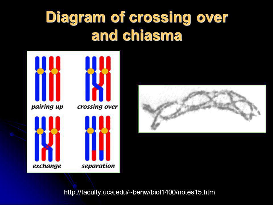 Diagram of crossing over and chiasma