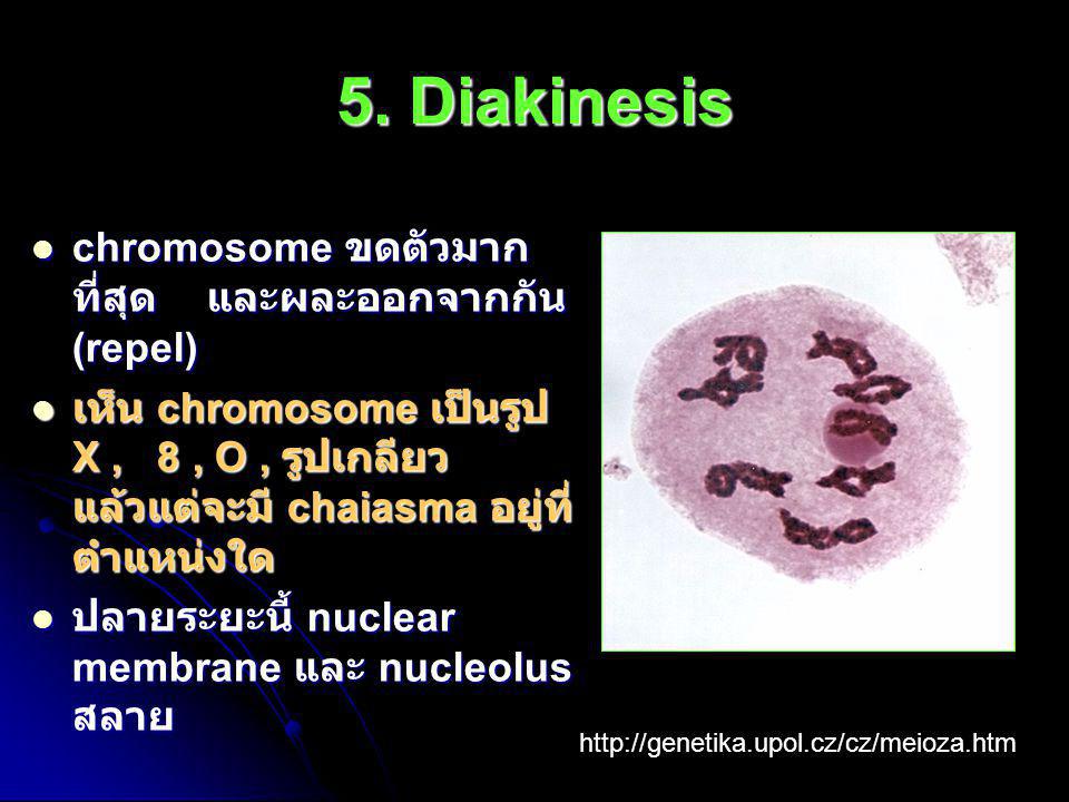 5. Diakinesis chromosome ขดตัวมากที่สุด และผละออกจากกัน (repel)