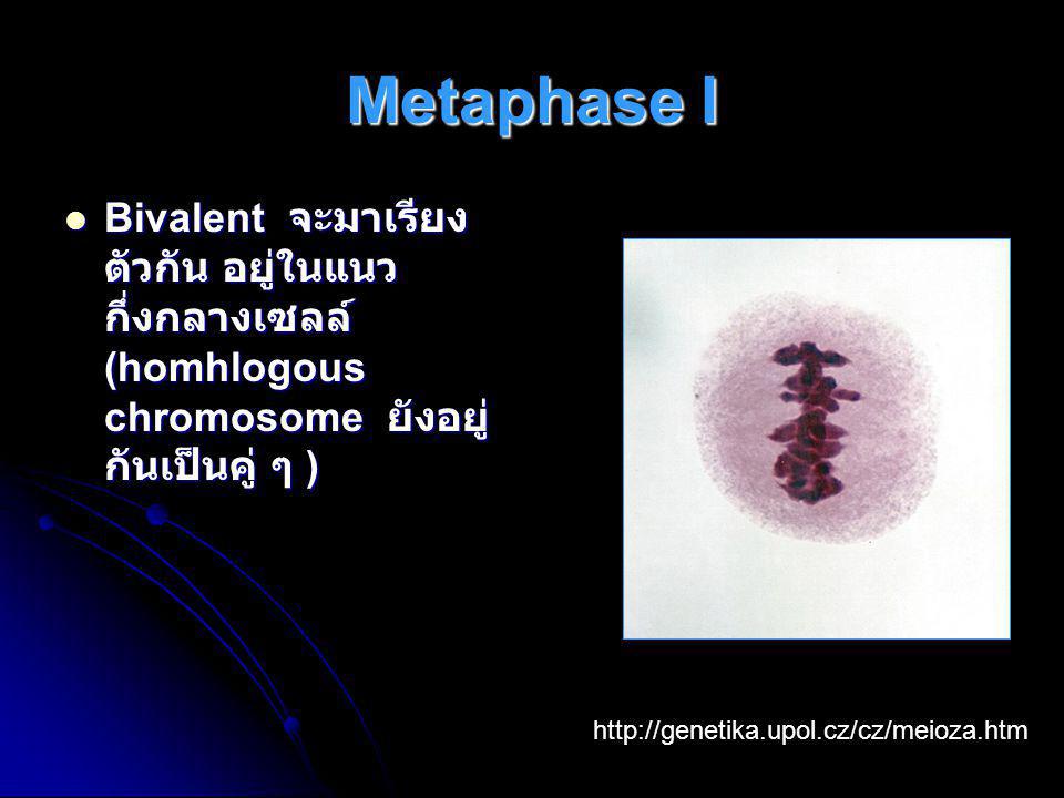 Metaphase I Bivalent จะมาเรียงตัวกัน อยู่ในแนวกึ่งกลางเซลล์ (homhlogous chromosome ยังอยู่กันเป็นคู่ ๆ )