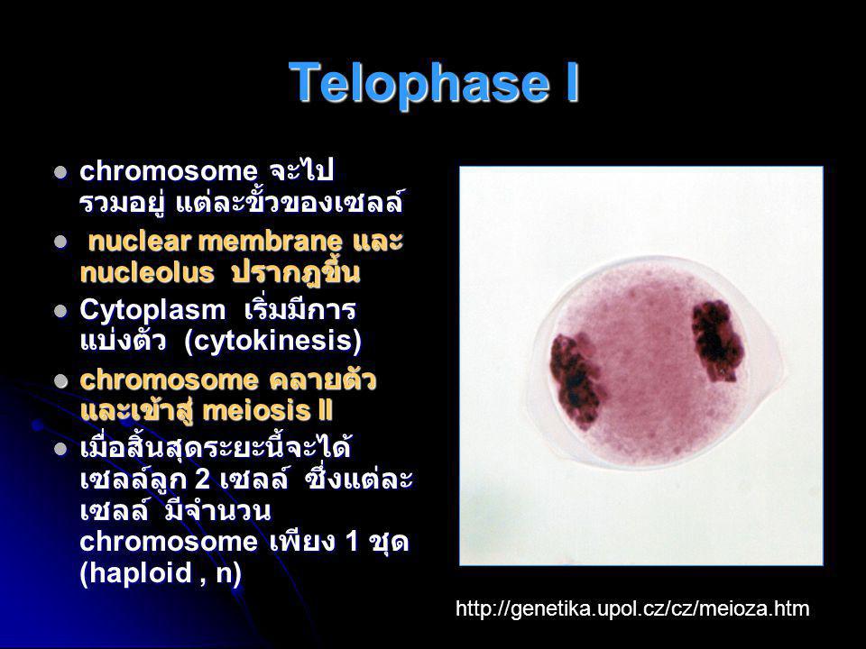 Telophase I chromosome จะไปรวมอยู่ แต่ละขั้วของเซลล์