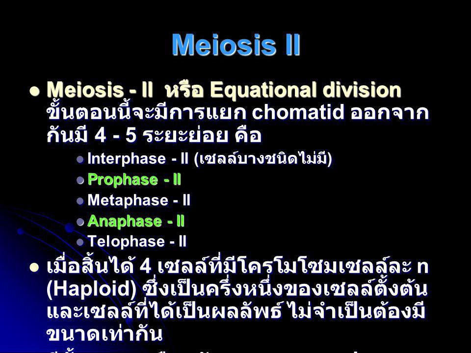 Meiosis II Meiosis - II หรือ Equational division ขั้นตอนนี้จะมีการแยก chomatid ออกจากกันมี ระยะย่อย คือ.