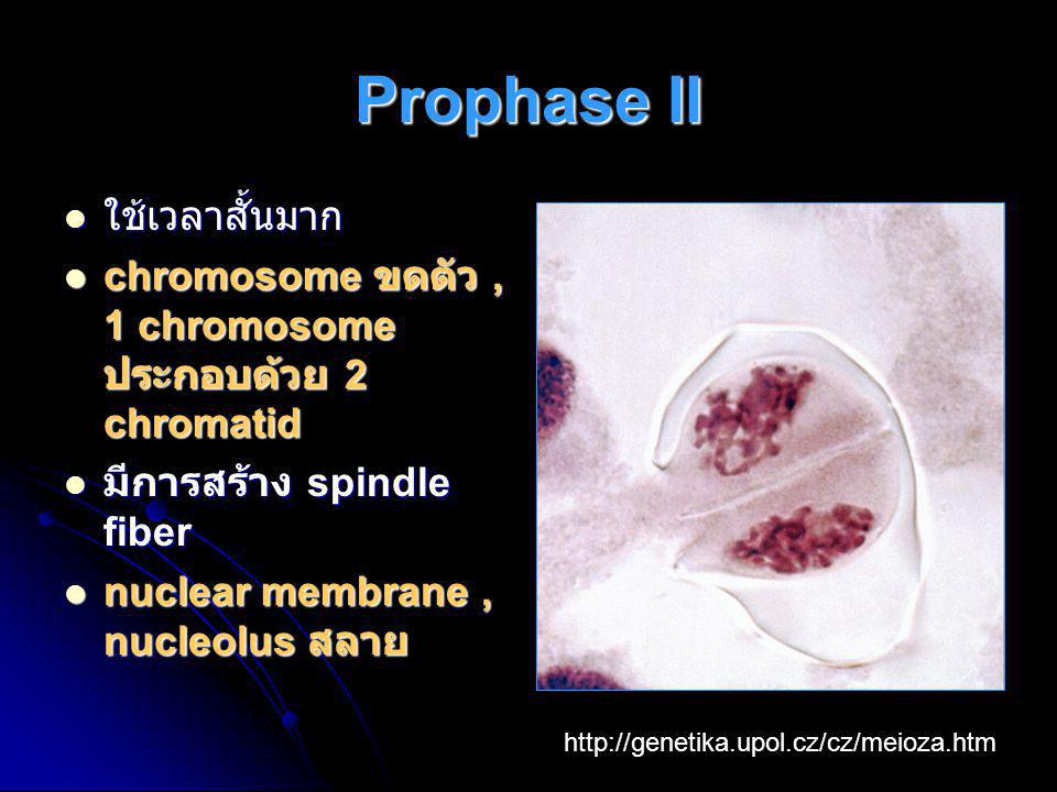 Prophase II ใช้เวลาสั้นมาก