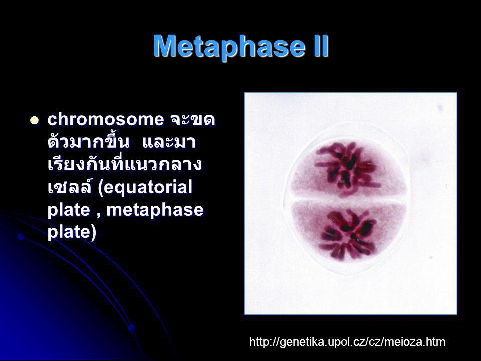 Metaphase II chromosome จะขดตัวมากขึ้น และมาเรียงกันที่แนวกลางเซลล์ (equatorial plate , metaphase plate)