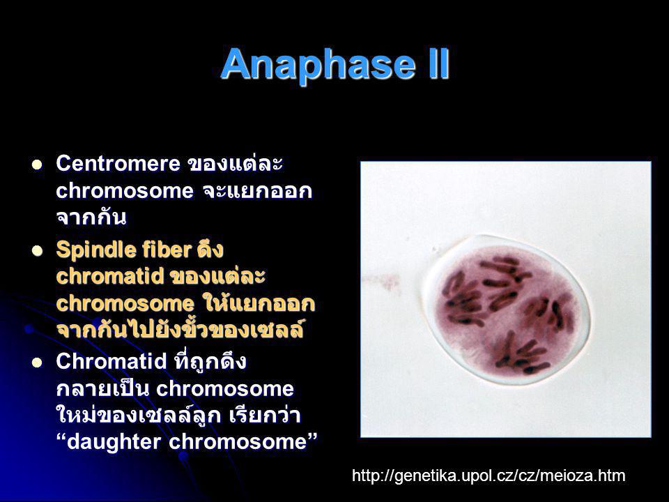 Anaphase II Centromere ของแต่ละ chromosome จะแยกออกจากกัน