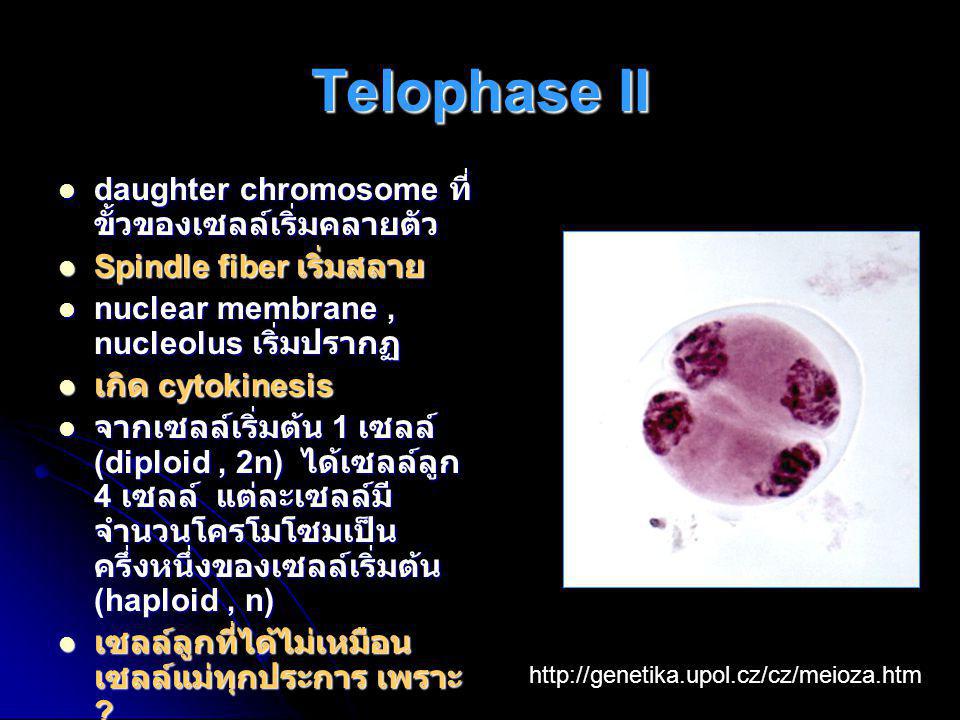 Telophase II daughter chromosome ที่ขั้วของเซลล์เริ่มคลายตัว