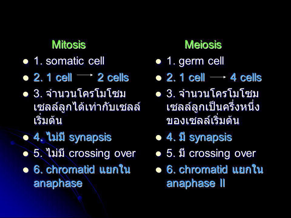 Mitosis 1. somatic cell cell 2 cells. 3. จำนวนโครโมโซมเซลล์ลูกได้เท่ากับเซลล์เริ่มต้น.