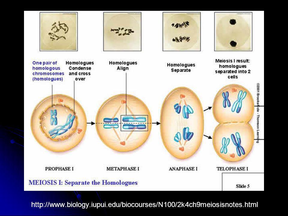 biology. iupui. edu/biocourses/N100/2k4ch9meiosisnotes