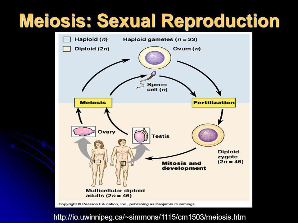 Meiosis: Sexual Reproduction