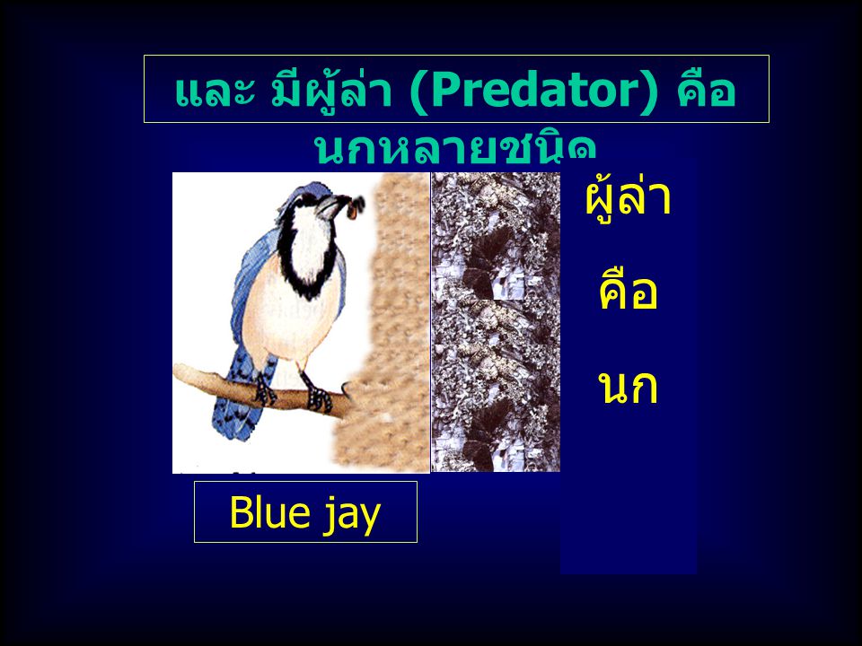และ มีผู้ล่า (Predator) คือ นกหลายชนิด