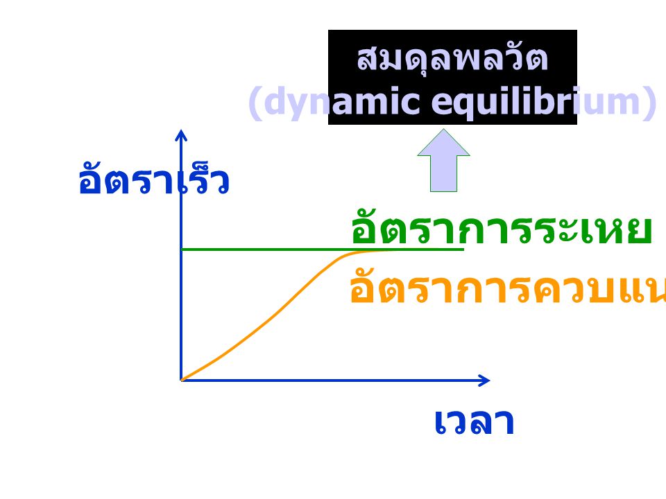 (dynamic equilibrium)