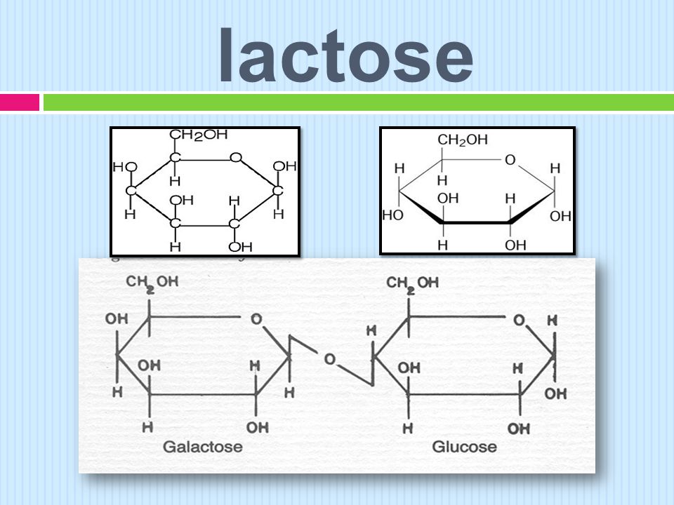 lactose