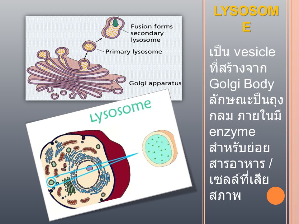 LYSOSOME เป็น vesicle ที่สร้างจาก Golgi Body ลักษณะป็นถุง กลม ภายใน มีenzyme สำหรับย่อย สารอาหาร / เซลล์ที่เสีย สภาพ.
