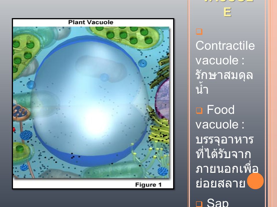 VACUOLE Contractile vacuole : รักษาสมดุล น้ำ. Food vacuole : บรรจุอาหาร ที่ได้รับจาก ภายนอกเพื่อ ย่อยสลาย.