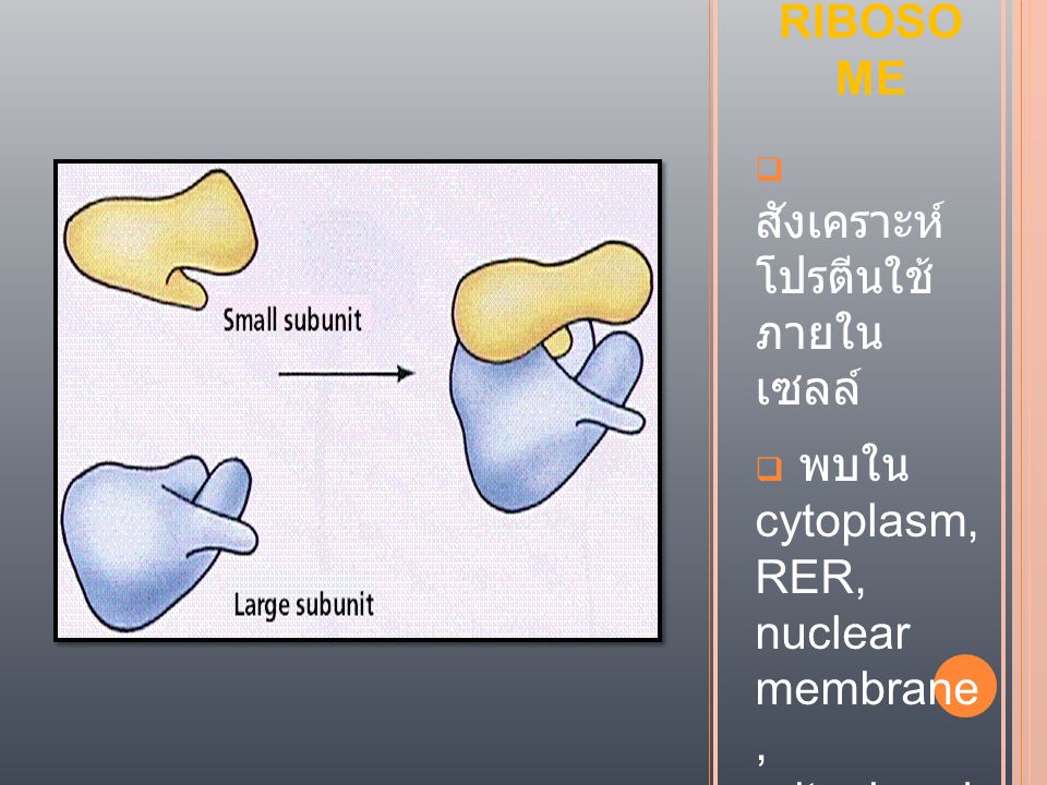 RIBOSOME สังเคราะห์ โปรตีนใช้ ภายใน เซลล์ พบใน cytoplasm, RER, nuclear membrane , mitochond ria, chloroplas t.
