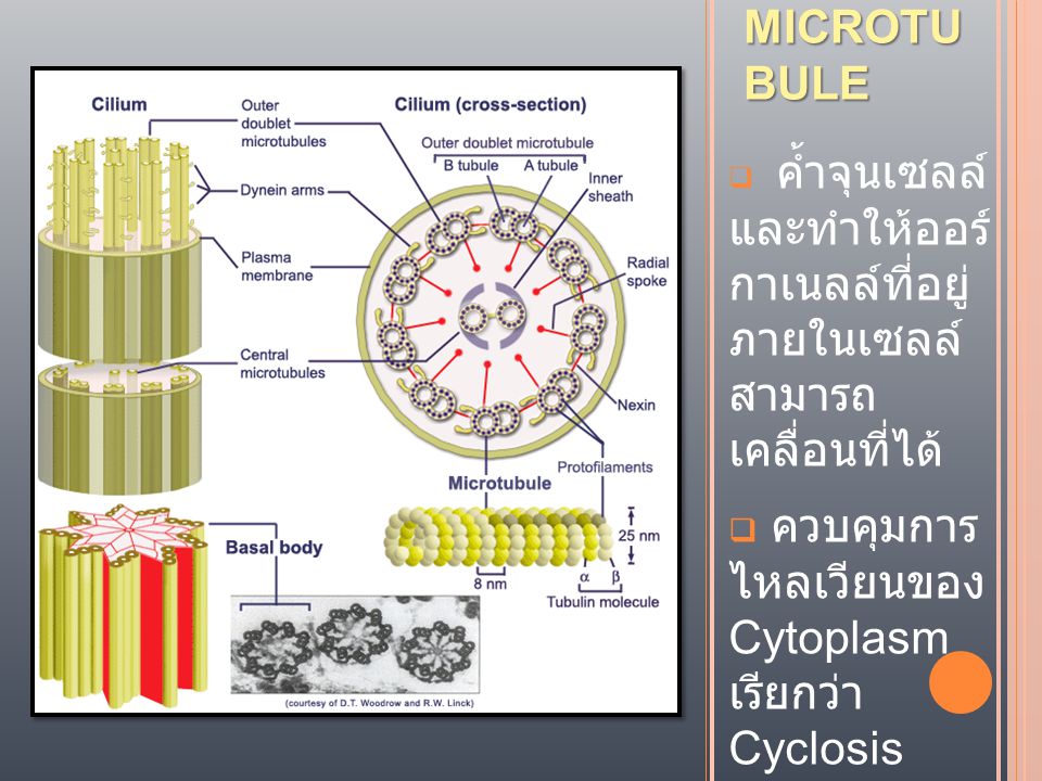 ควบคุมการ ไหลเวียนของ Cytoplasm เรียกว่า Cyclosis