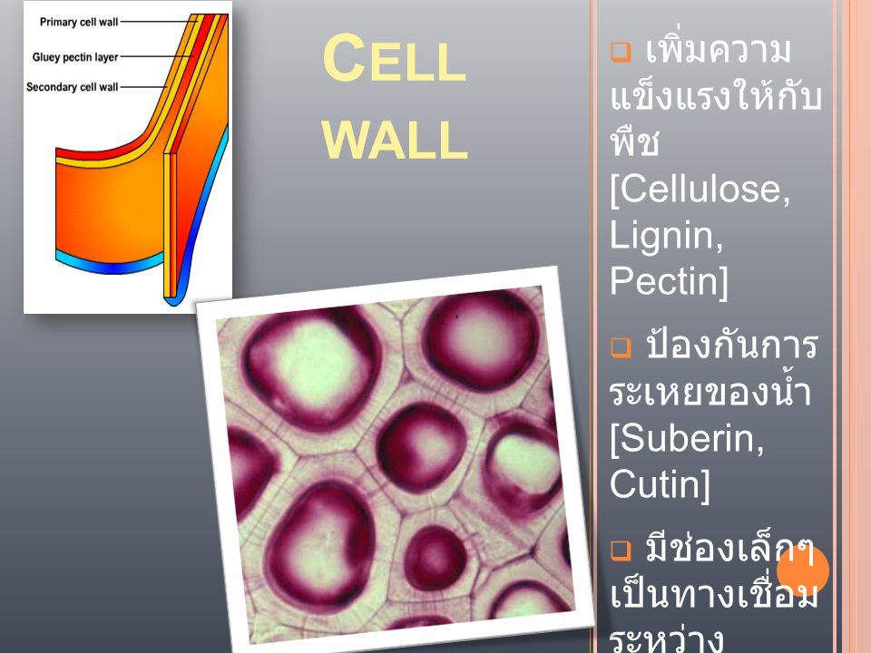 Cell wall เพิ่มความ แข็งแรงให้กับ พืช [Cellulose, Lignin, Pectin]