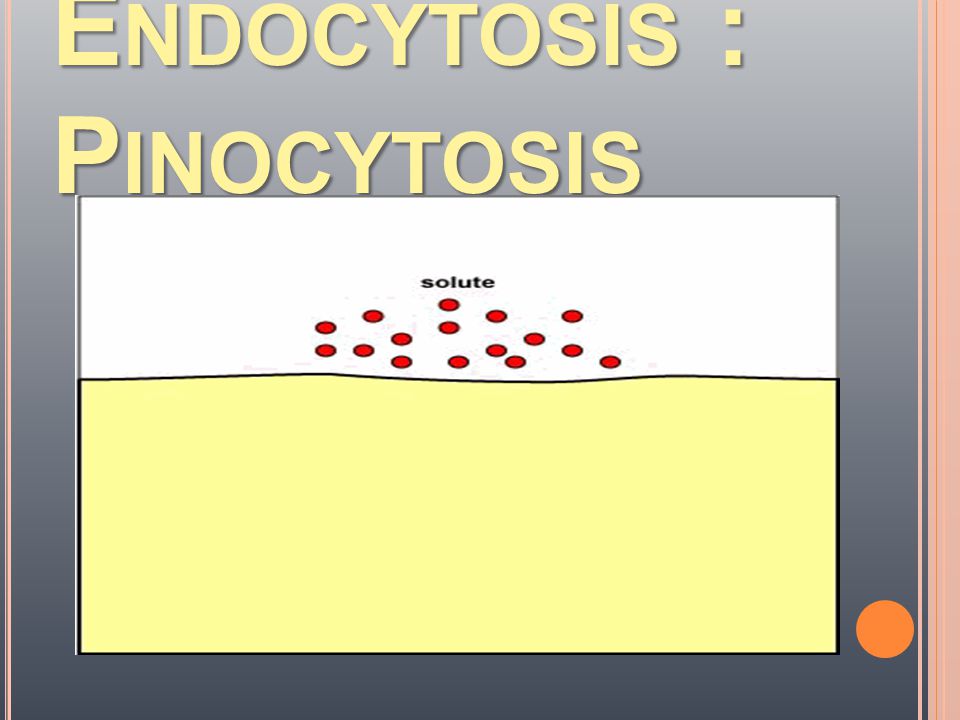 Endocytosis : Pinocytosis