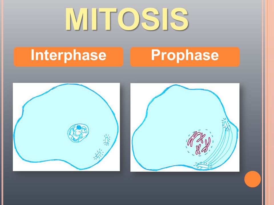 MITOSIS Interphase Prophase
