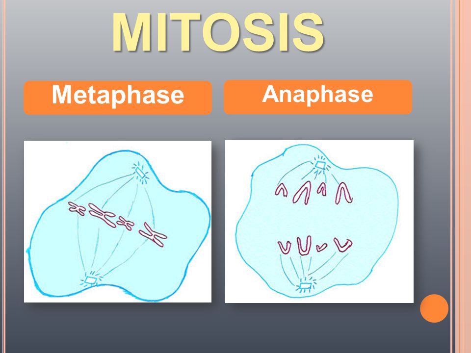 MITOSIS Metaphase Anaphase