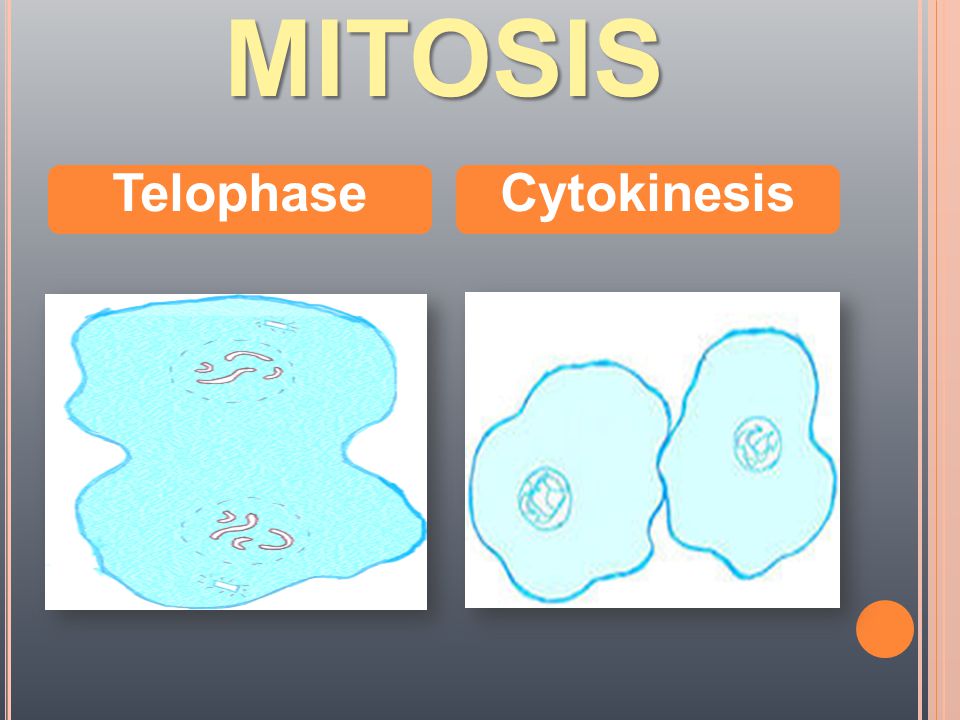 MITOSIS Telophase Cytokinesis