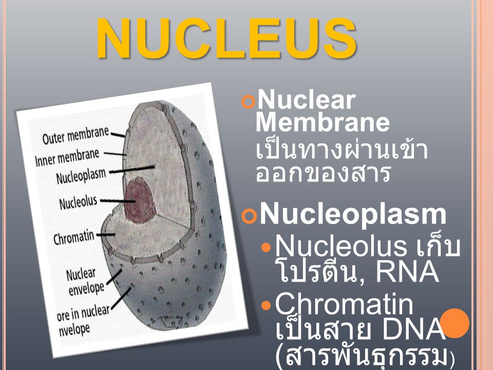 NUCLEUS Nucleoplasm Nucleolus เก็บโปรตีน, RNA