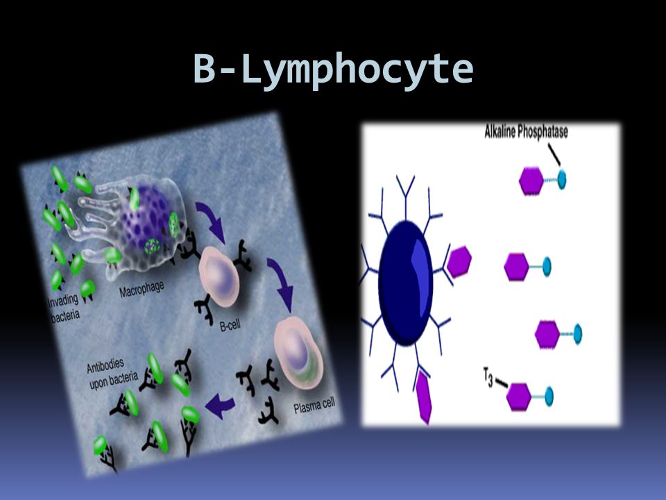 B-Lymphocyte