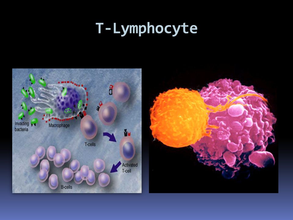 T-Lymphocyte