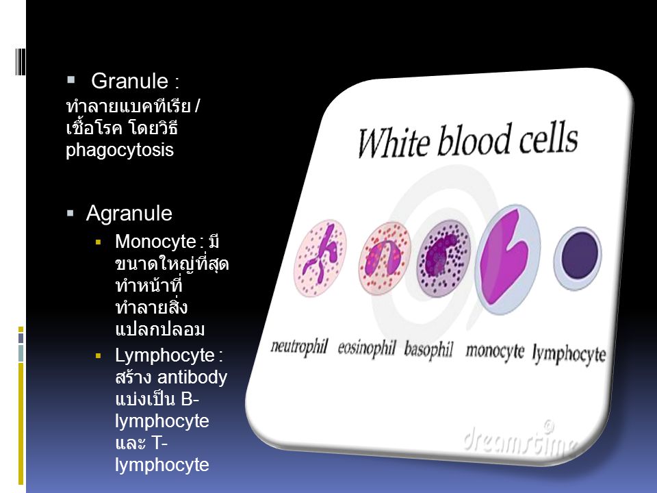 Granule : ทำลาย แบคทีเรีย / เชื้อโรค โดยวิธี phagocytosis