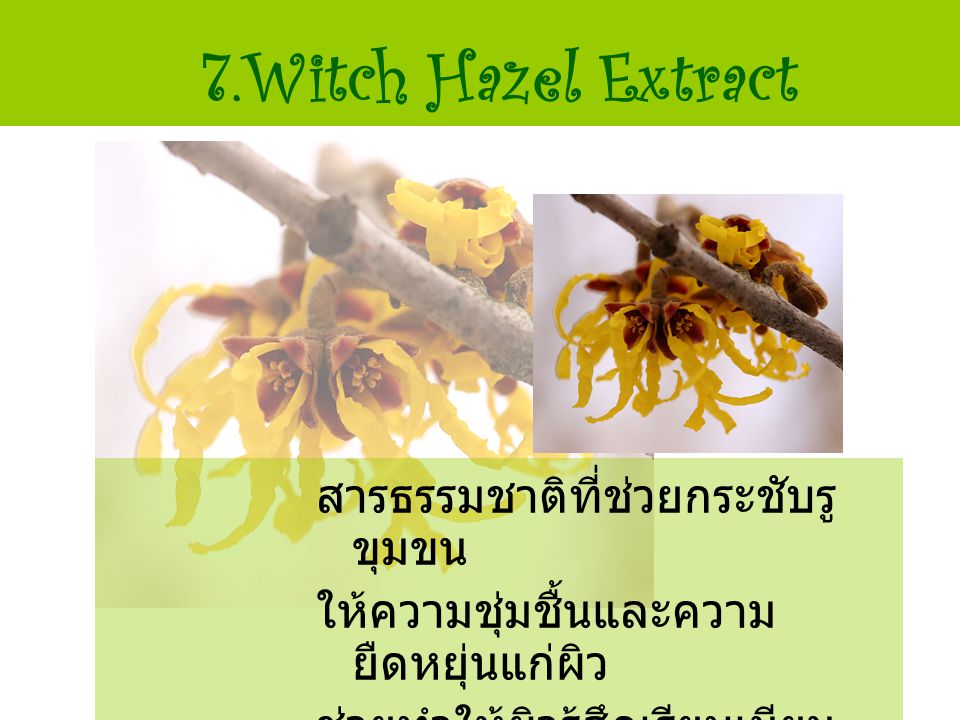 7.Witch Hazel Extract สารธรรมชาติที่ช่วยกระชับรูขุมขน