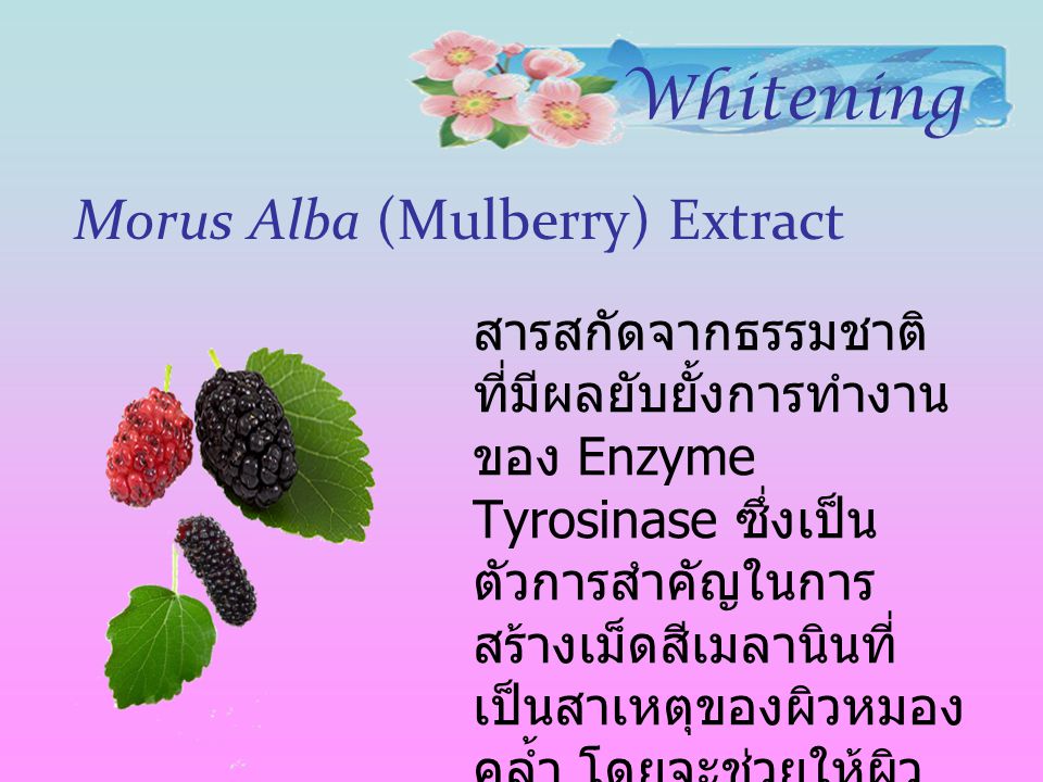 Morus Alba (Mulberry) Extract