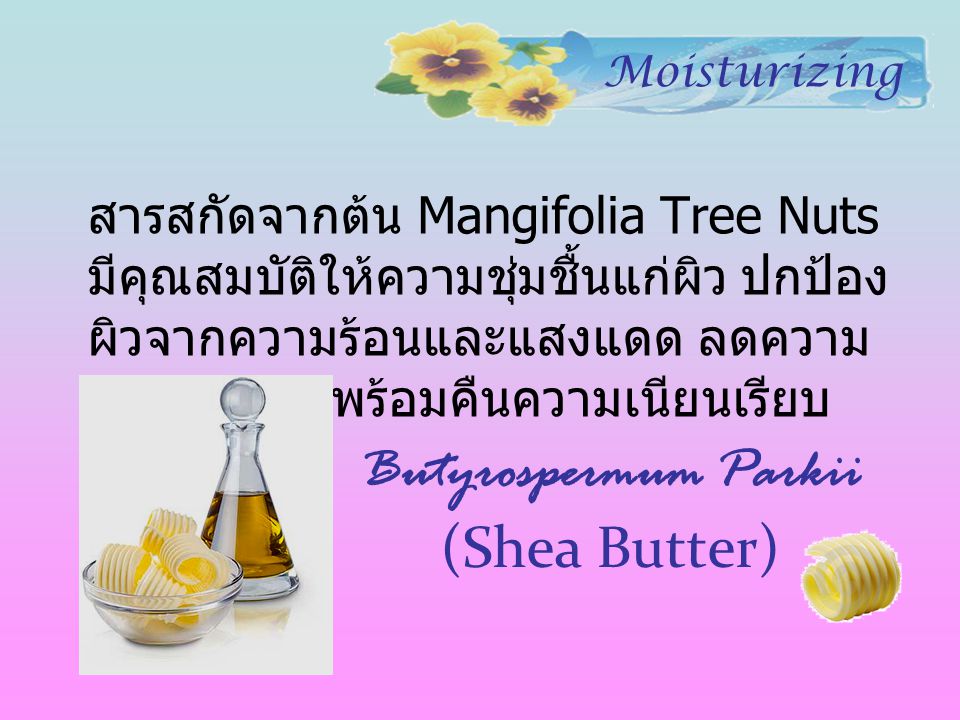 Butyrospermum Parkii (Shea Butter)