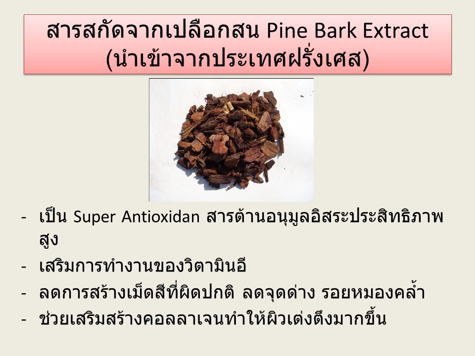 สารสกัดจากเปลือกสน Pine Bark Extract (นำเข้าจากประเทศฝรั่งเศส)