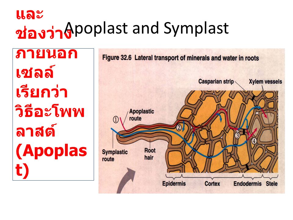 Apoplast and Symplast ผ่านผนังเซลล์ที่ติดต่อกันและช่องว่างภายนอกเซลล์เรียกว่า วิธีอะโพพลาสต์(Apoplast)