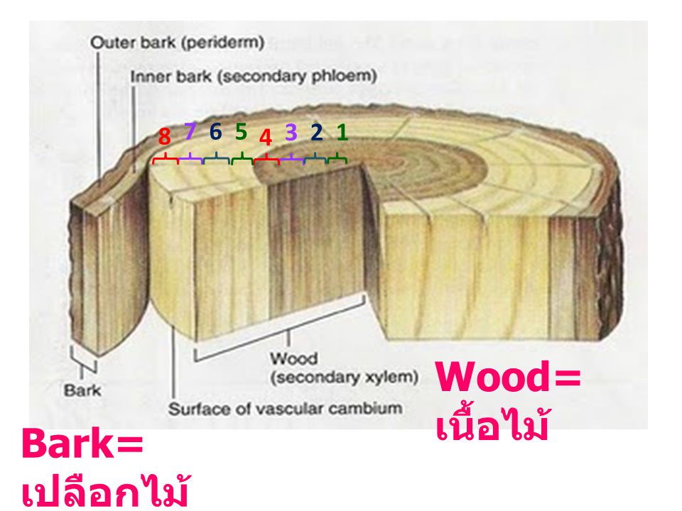 Wood=เนื้อไม้ Bark=เปลือกไม้