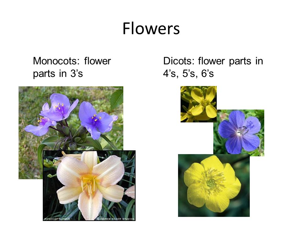 Flowers Monocots: flower parts in 3’s
