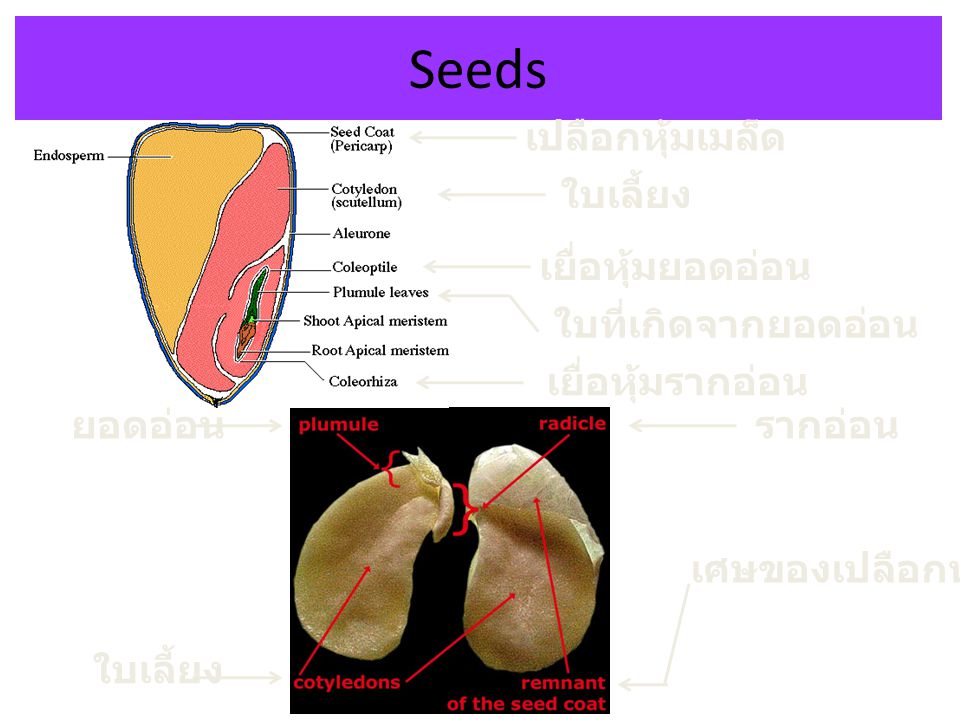 Seeds เปลือกหุ้มเมล็ด ใบเลี้ยง เยื่อหุ้มยอดอ่อน ใบที่เกิดจากยอดอ่อน