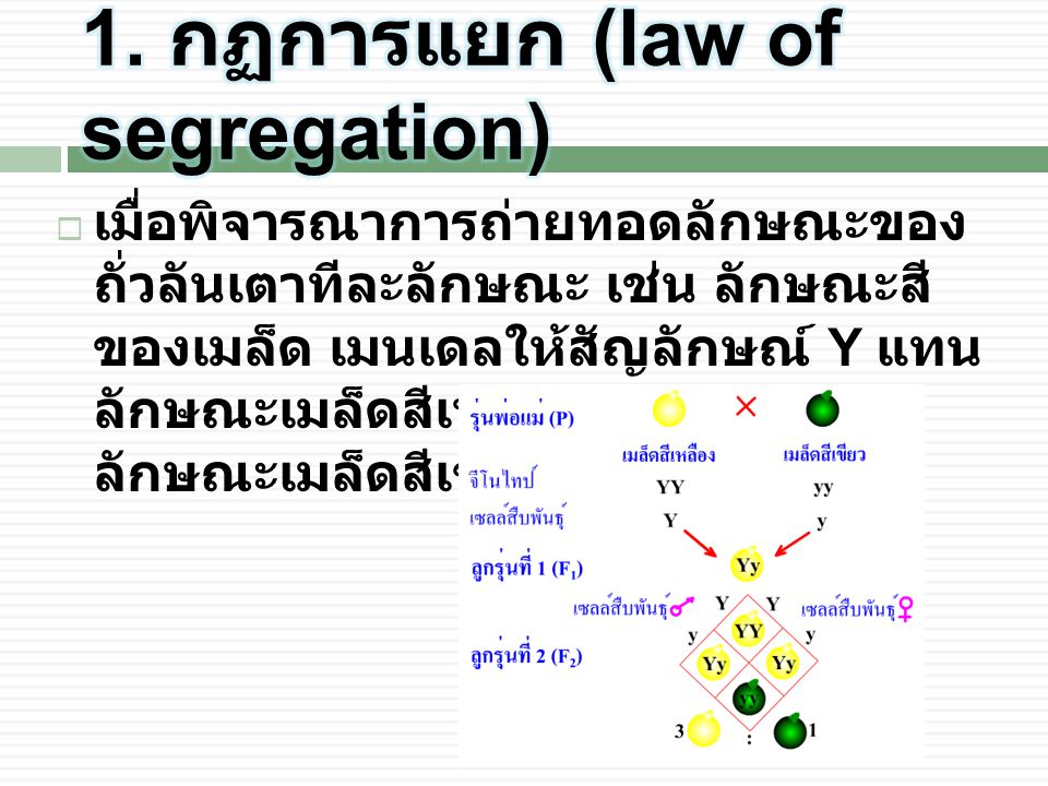 1. กฏการแยก (law of segregation)