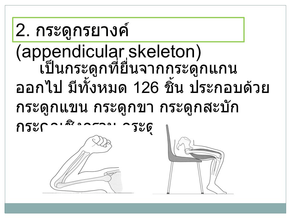 2. กระดูกรยางค์ (appendicular skeleton)