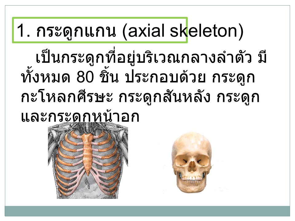 1. กระดูกแกน (axial skeleton)
